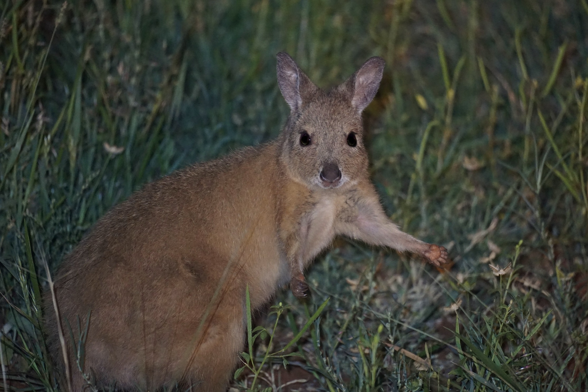 Een Rufous-Hare wallaby (Lagorchestes hirsutus) in Northern Territory. 