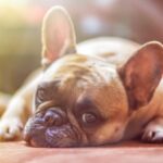 Hoe weet u of uw hond pijn heeft (zelfs als hij dit niet laat zien)