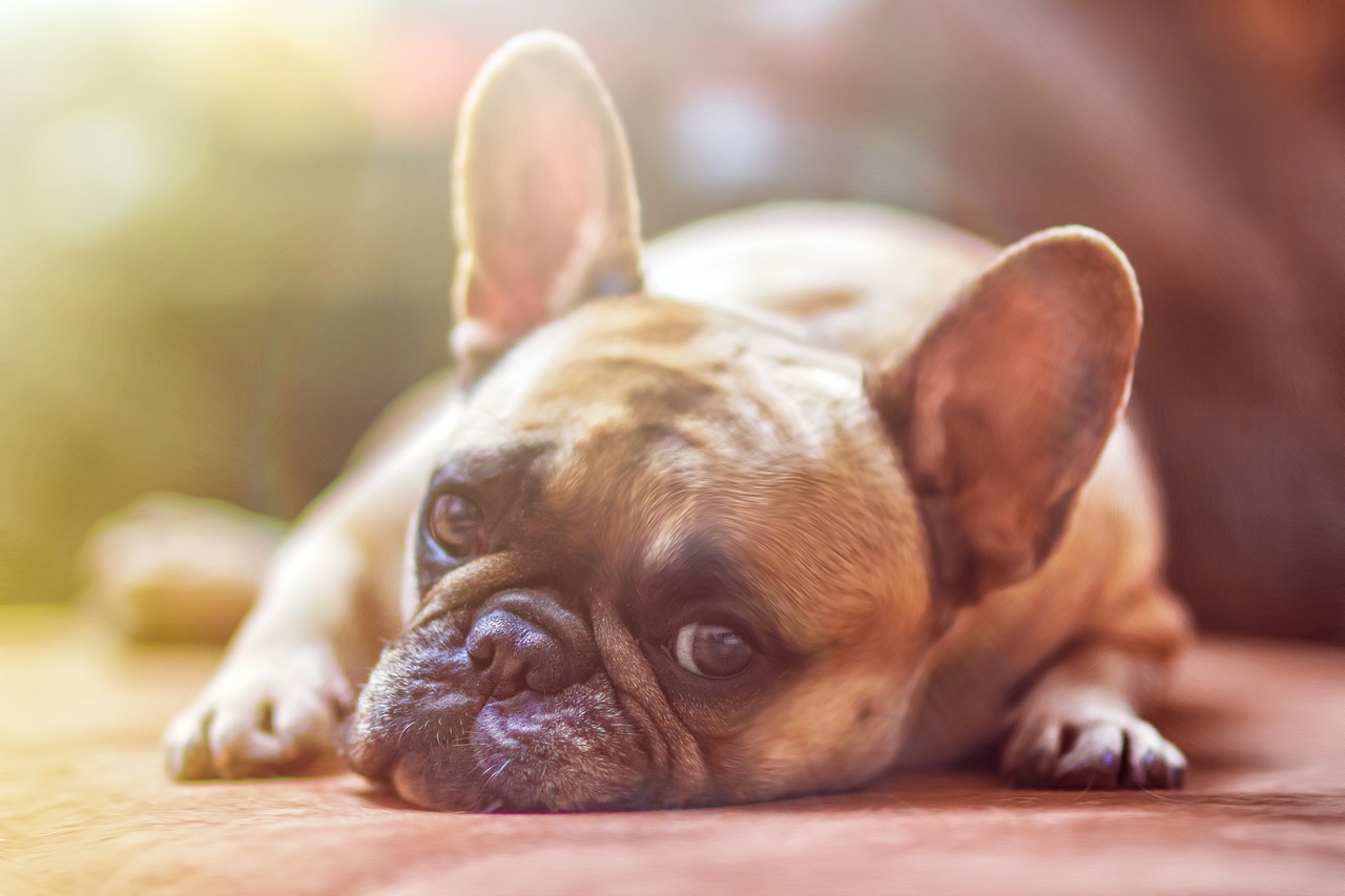 Hoe weet u of uw hond pijn heeft (zelfs als hij dit niet laat zien)