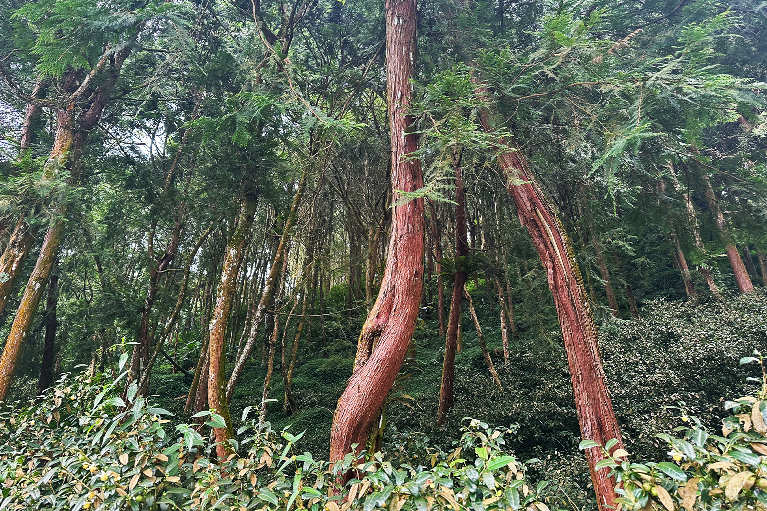 Theeplanten gekweekt door theeteler Chien Chia-wen, volgens de “yefang”-methode, in de gemeente Meishan, provincie Chiayi, Taiwan, op 24 september 2026. Afbeelding door Aylin Ho voor Mongabay.