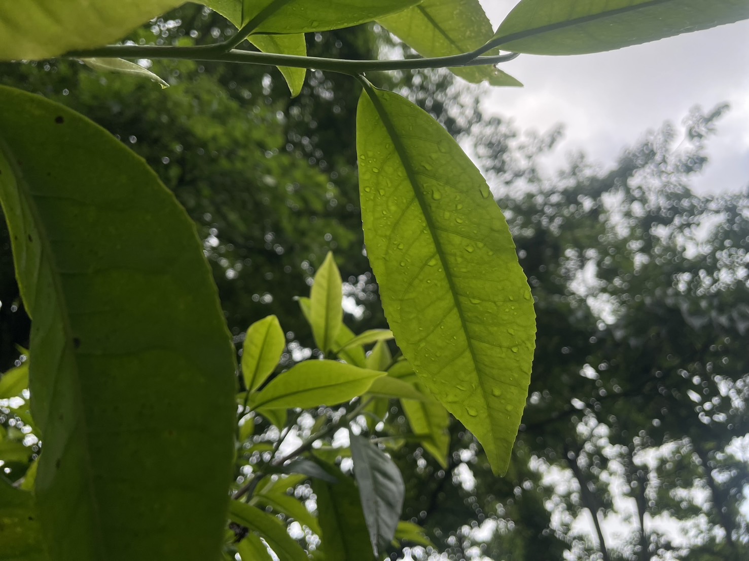 Chang Chih-tsung en Yeh Hsin-wen's “wilde” theeplantage in het dorp Taihe
