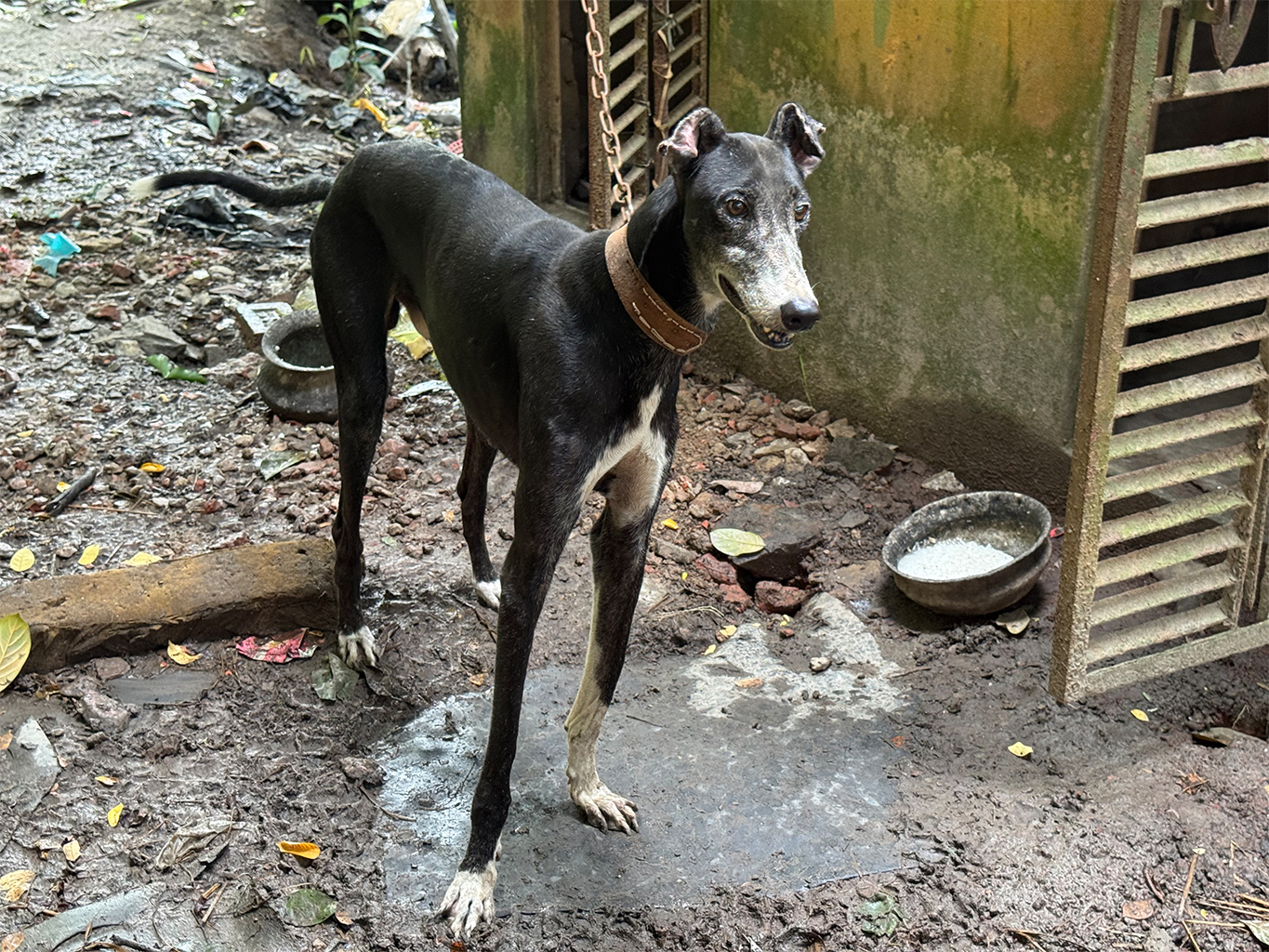 Een aangelijnde mannelijke Sarail-hond kijkt waakzaam naar het huis