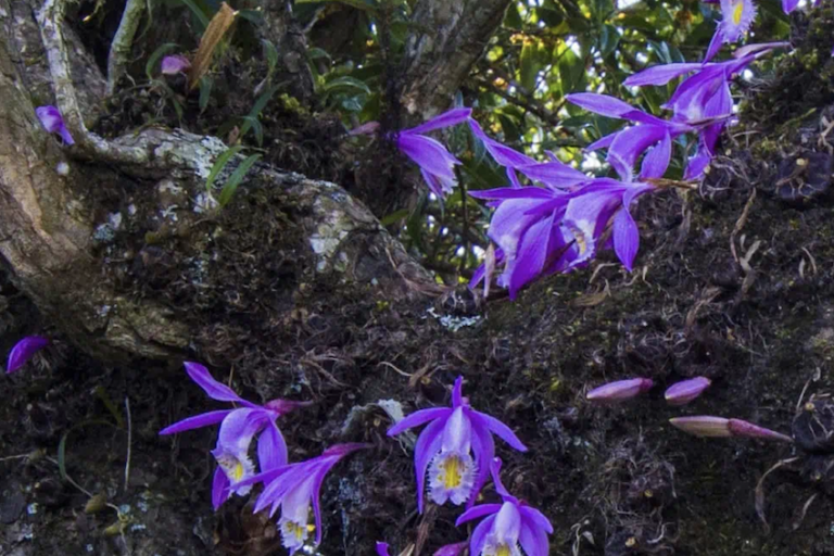 Pleione praecox is een kleine, bladverliezende lithofytische of epifytische Pleione praecox-orchideeën die inheems zijn in de Himalaya, China en Zuidoost-Azië. Afbeelding met dank aan Orchid Conservation Alliance.