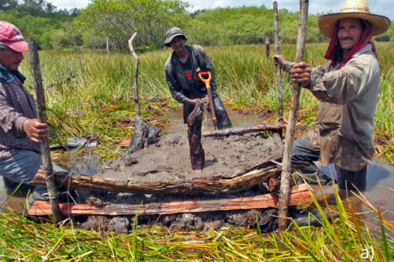 Leden van de gemeenschap uit La Guadalupe, Tlacotalpan, Mexico en hun nieuw gebouwde chinampa. Afbeelding van Soto et al., 2026 (voordruk) (CC BY 4.0).