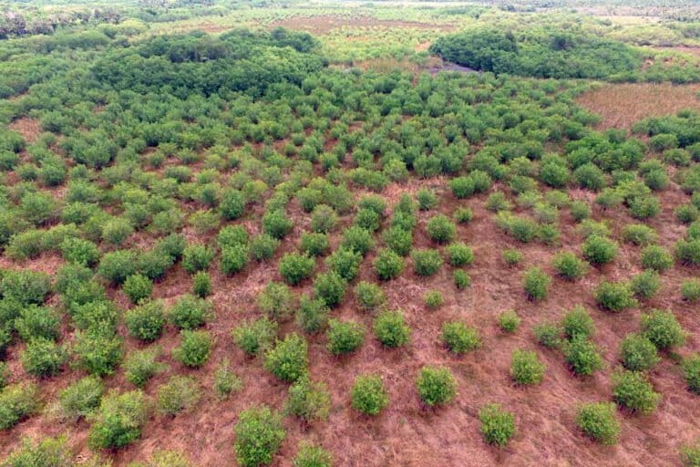 Chinampas-40 hectare…: Luchtfoto van een mangrovegebied dat door REVIVE is herbebost met behulp van chinampas. Mangrovebomen zijn aangepast om op het grensvlak van land en zee te leven en kunnen variabele waterstanden verdragen. Afbeelding van Soto et al., 2026 (voordruk) (CC BY 4.0).