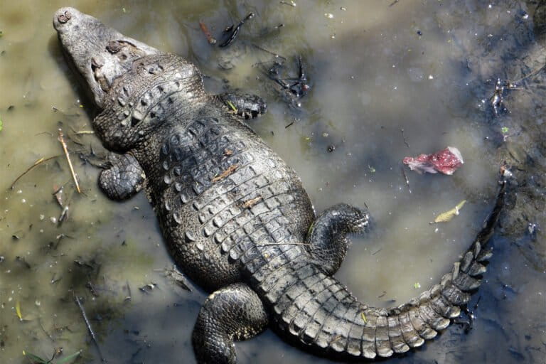 Een krokodil in de wetlands nabij Centla, Tabasco, Mexico. Afbeelding door Omar Trujillo Santos /REVIVE. 