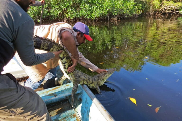 Een jonge Morelet-krokodil (Crocodylus moreletii) wordt vrijgelaten in de wateren van het Alvarado-lagunesysteem. Afbeelding door Omar Trujillo Santos /REVIVE. 