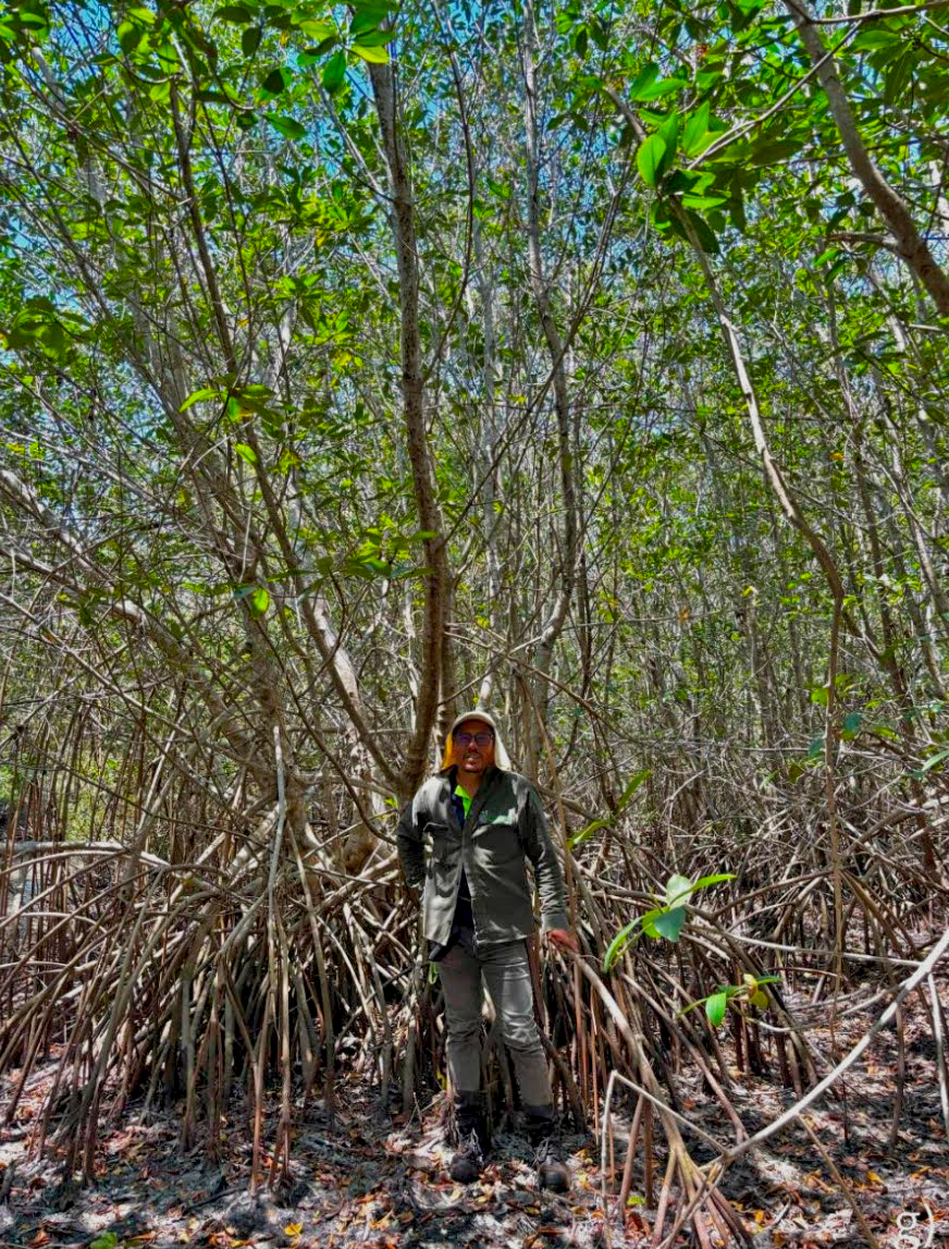 Een volledig gerestaureerd mangrovebos, hersteld met behulp van chinampa's. Afbeelding van Soto et al., 2026 (voordruk) (CC BY 4.0).