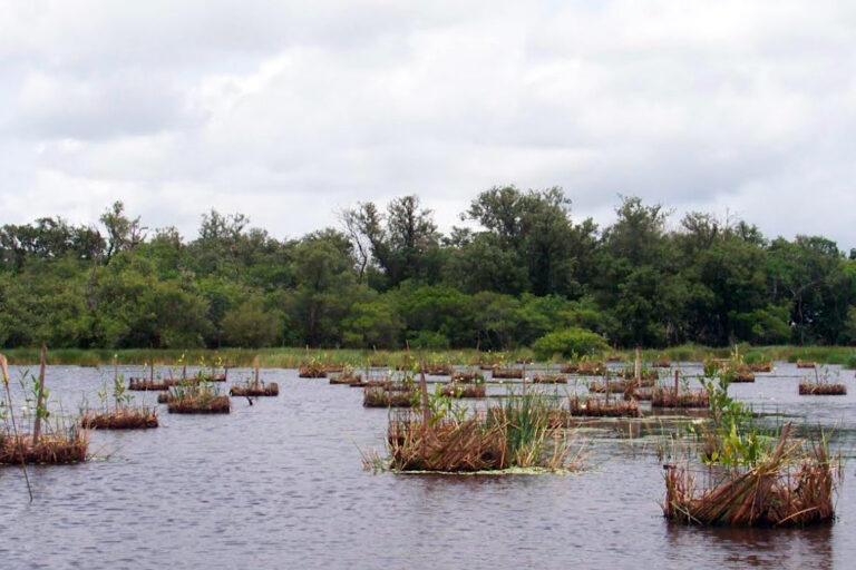 Chinampa's houden jonge mangrovebomen boven het waterniveau en beschermen ze tegen wegspoelen door de veranderende getijden. Afbeelding van Soto et al., 2026 (voordruk) (CC BY 4.0).