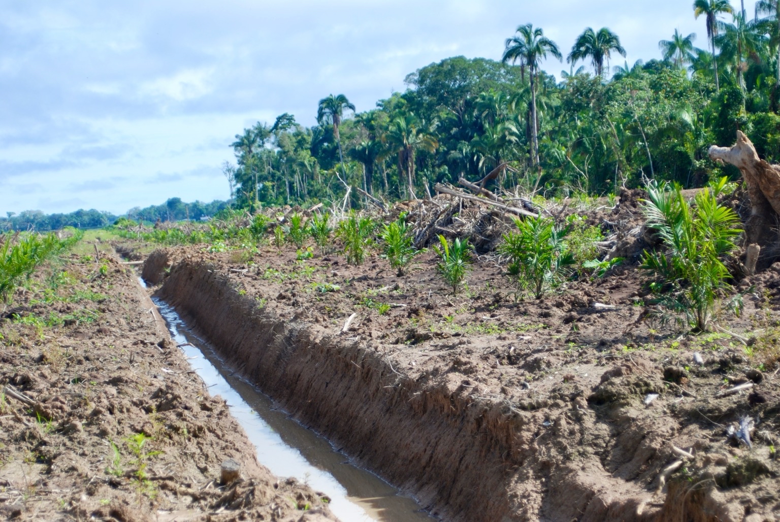 Een industriële oliepalmplantage in Peru. Afbeelding door John Cannon/Mongabay.