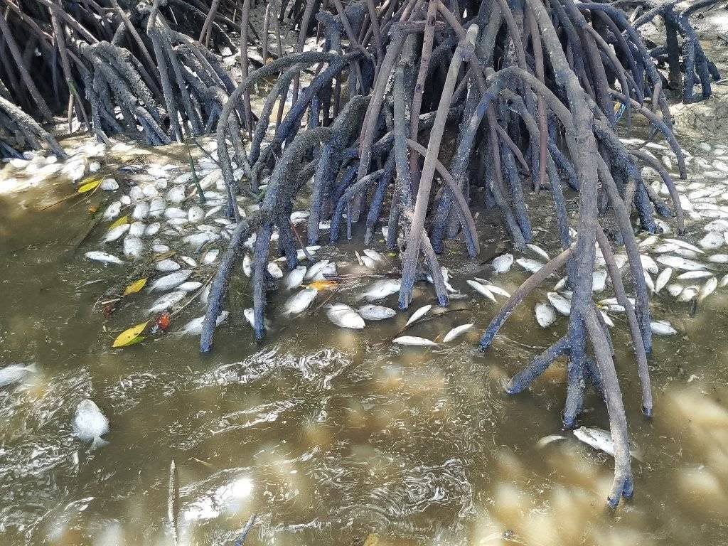 Dode vissen drijven tussen de mangrovewortels in Bais Bay in de Filipijnse provincie Negros Oriental op 25 oktober 2025, dagen nadat ethanolafvalwater in de baai terechtkwam en aanzienlijke schade veroorzaakte aan kust- en mariene ecosystemen. Afbeelding met dank aan MarGale Bancairen.