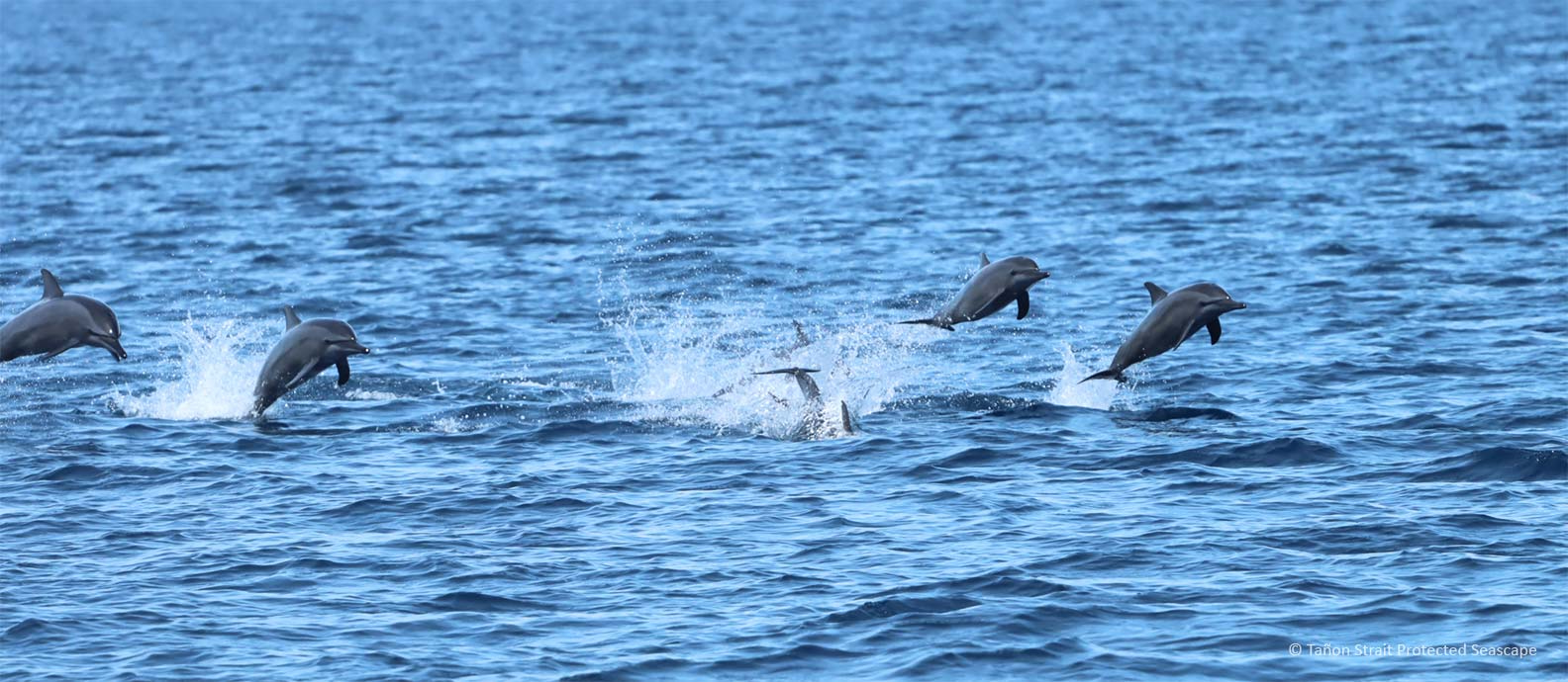 Een bestandsfoto toont spinnerdolfijnen die uit het water springen in Tañon Strait, een beschermd zeegezicht tussen de Filippijnse eilanden Negros en Cebu. Afbeelding met dank aan Tañon Strait Filipijnen.
