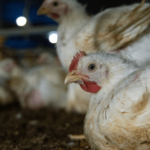 Dubbele standaarden elimineren: de import van kippenvlees moet voldoen aan de welzijnsnormen van de EU