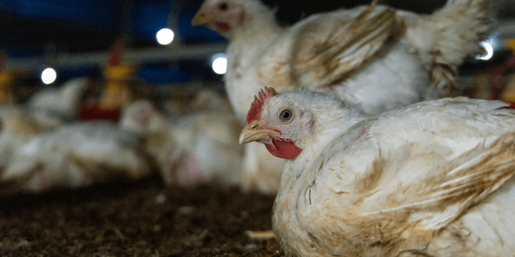 Dubbele standaarden elimineren: de import van kippenvlees moet voldoen aan de welzijnsnormen van de EU