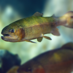 EU Visie 2040: een stap richting bescherming van waterdieren