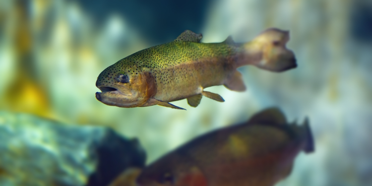 EU Visie 2040: een stap richting bescherming van waterdieren