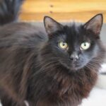 Black Long Hair Cat Standing By Empty Food Water Bowl