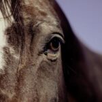 Foire de Maurs: Fondation Brigitte Bardot roept op tot beëindiging van de paardenslachting