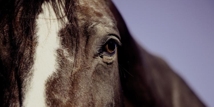 Foire de Maurs: Fondation Brigitte Bardot roept op tot beëindiging van de paardenslachting