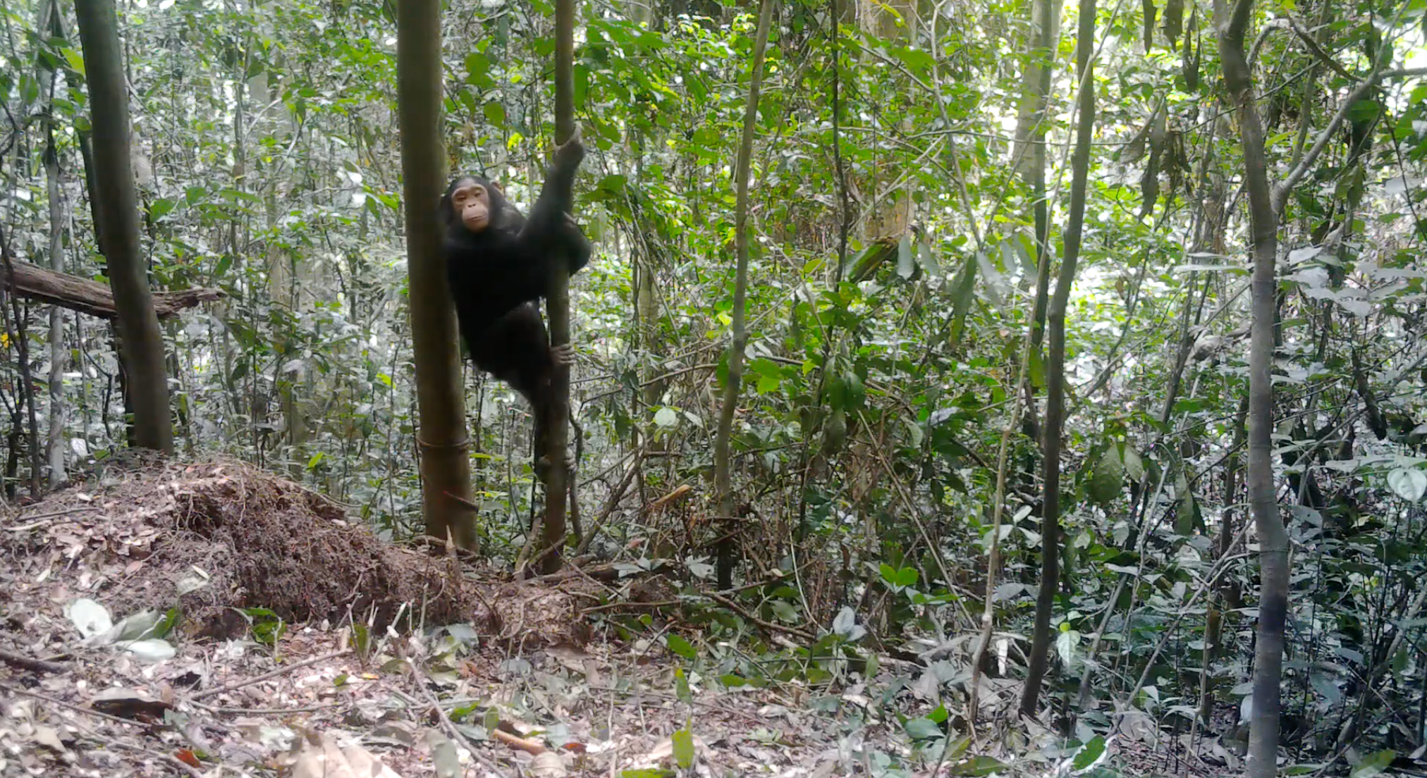 Chimpansee in het Luki-biosfeerreservaat van de DRC, Democratische Republiek Congo. Afbeelding met dank aan Jean Semeki.