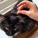 Tuxedo Cat Receiving Flea Treatment