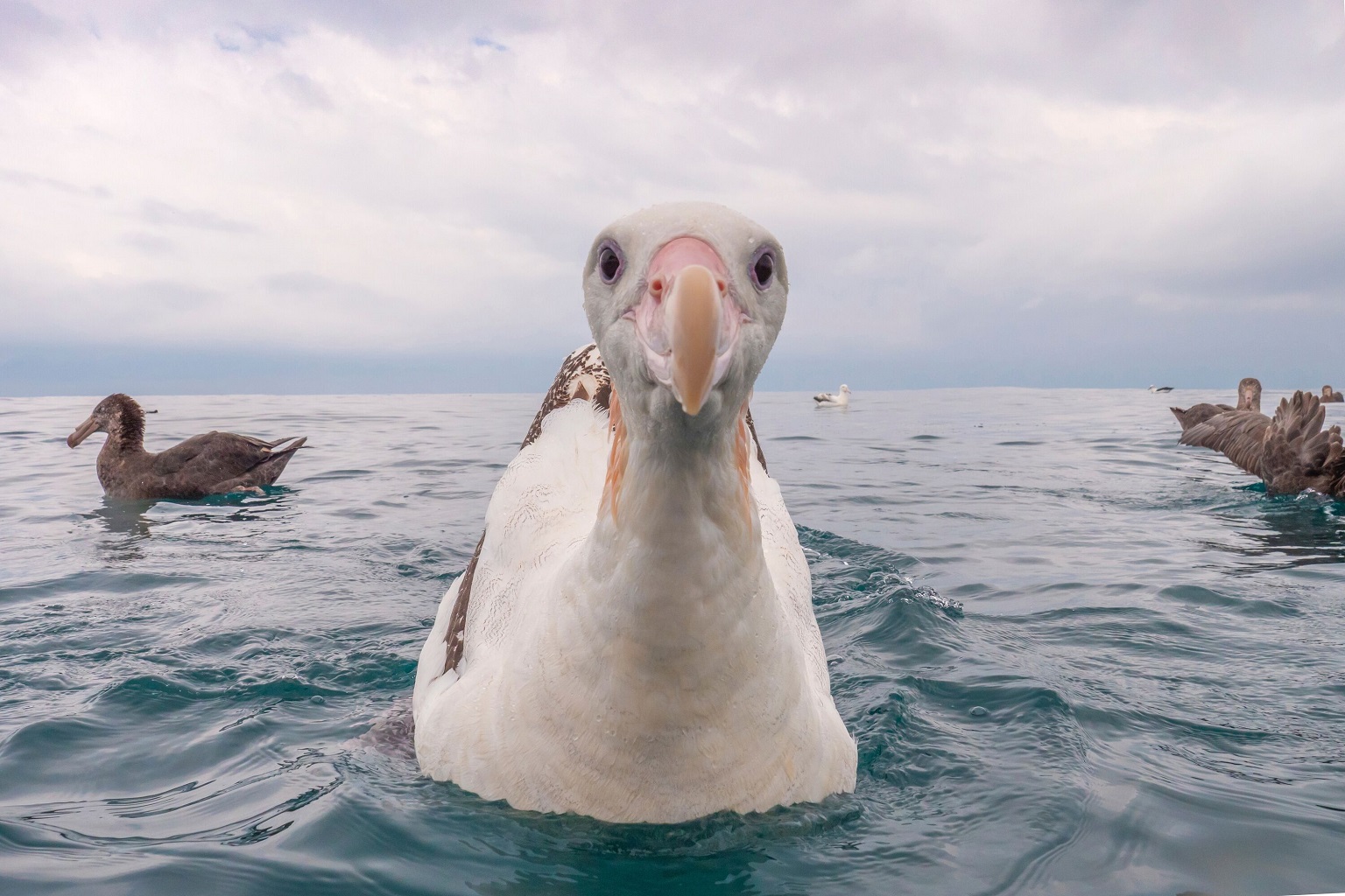Een rondzwervende albatros (Diomedea exulans), een bedreigde soort, in de wateren van Nieuw-Zeeland.