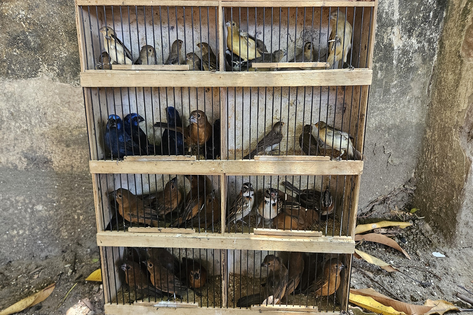 Vogels behoren tot de belangrijkste doelwitten van de handel in wilde dieren in het Amazonegebied en worden vaak verkocht op openluchtmarkten in het hele land.