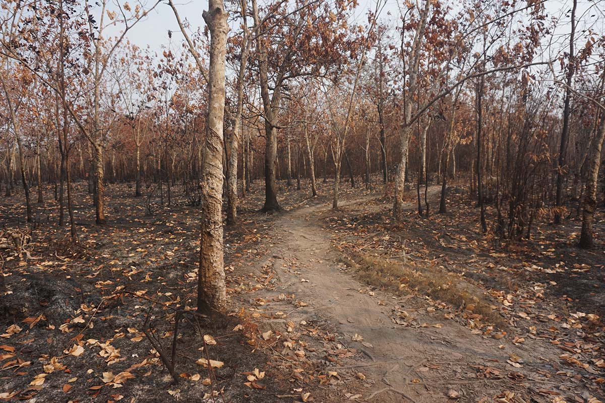 Een rubberplantage brandde af en moest opnieuw worden beplant, waardoor het vijf jaar duurde voordat er een oogst kon worden opgeleverd.