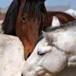 Van paard tot bord: GAIA roept op tot een einde aan paardenvlees in België
