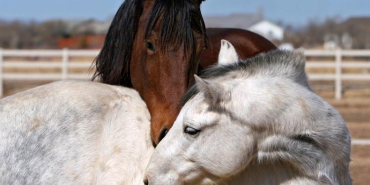 Van paard tot bord: GAIA roept op tot een einde aan paardenvlees in België