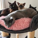 That’s Luna the Burmese in the front, looking innocent after swallowing her mum